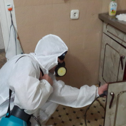 Дезинфекция от муравьев в квартире в Лодейном Поле